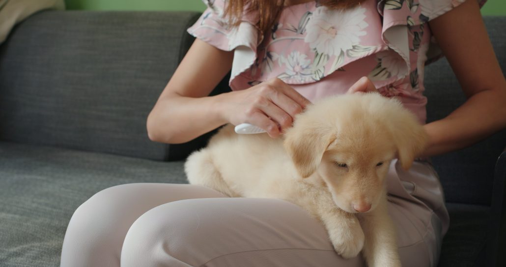 Pet grooming - young child brushing puppy