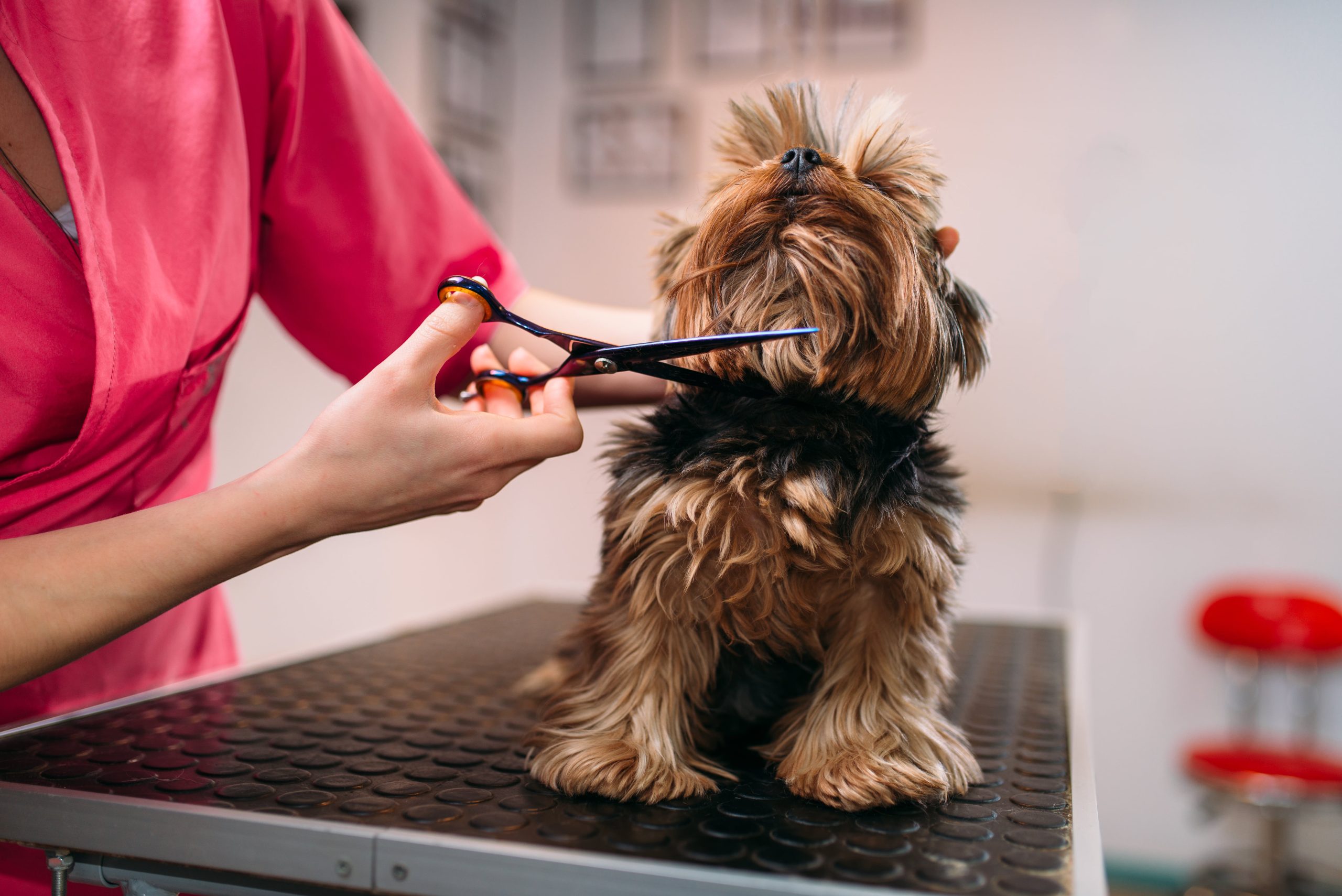 pet grooming - groomer cutting yorkie