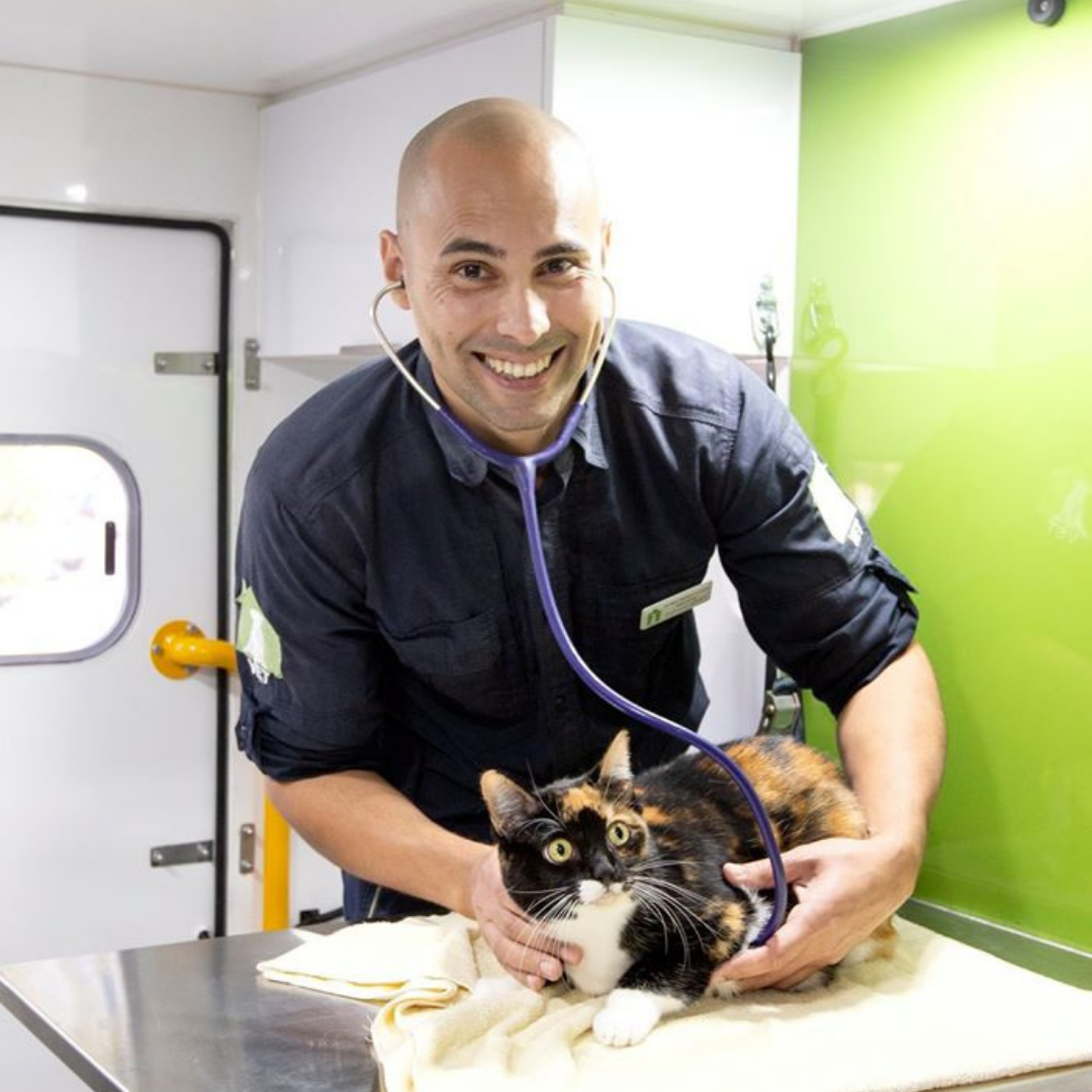 cat check-up - THCV vet with cat