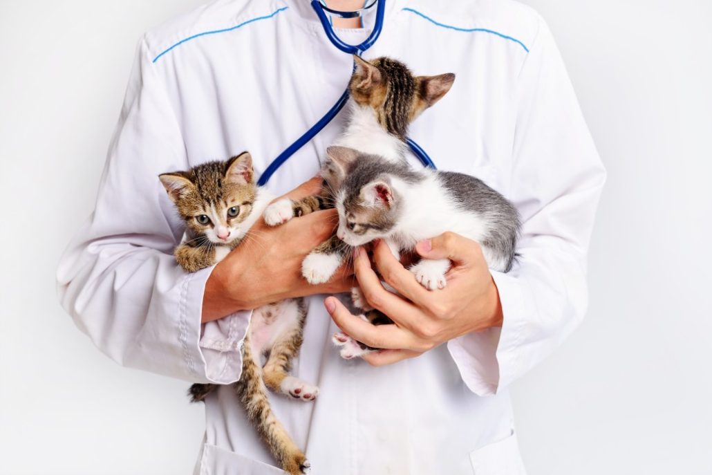 cat check-up - vet holding kittens