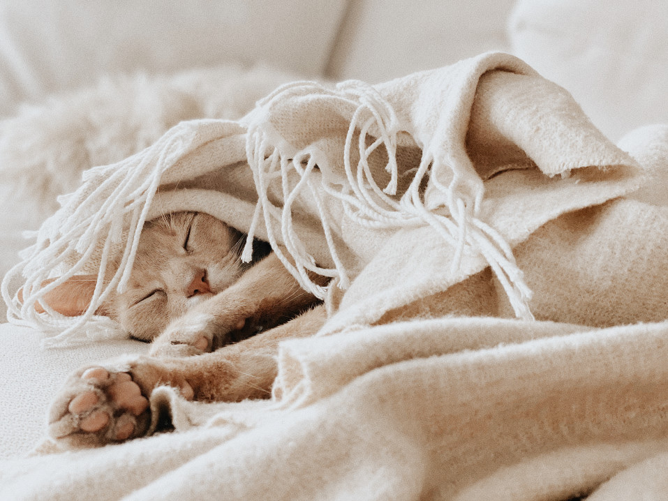 Can Pets Get Colds? - cat lying in blanket