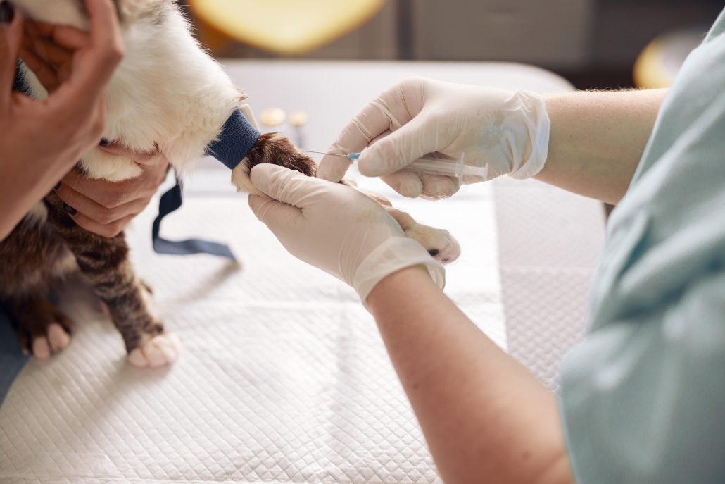 Diabetes in Pets - Doctor gives injection to cat with tourniquet on paw with nurse help in vet hospital