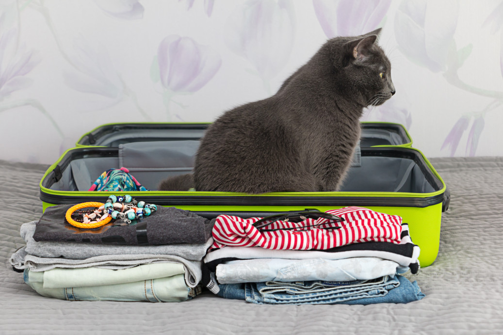 Travelling With Your Pets - ct in suitcase