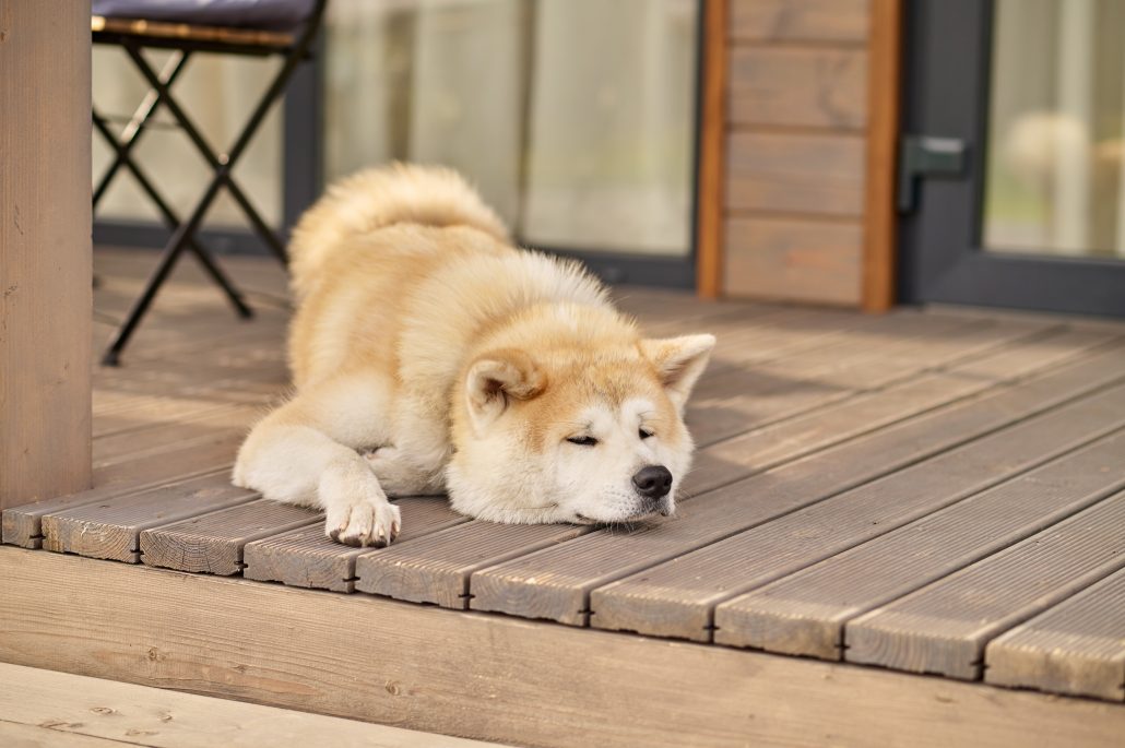 arthritis in dog - Shiba inu dog lying sleeping on porch of house