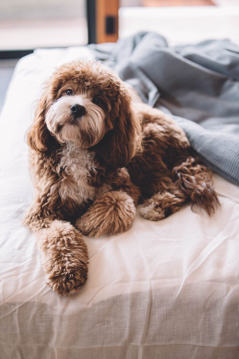 Managing Springtime Allergies in Pets - puppy sitting on a bed