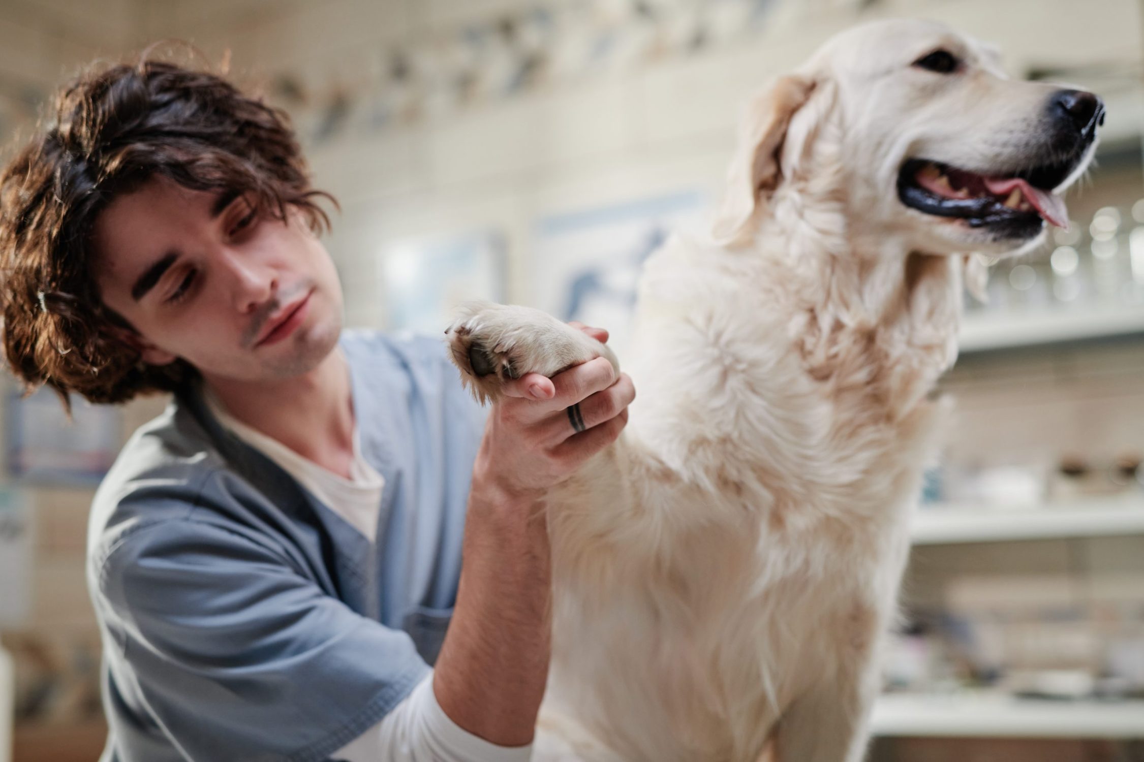 Arthritis in Pets - vet holding dog paw