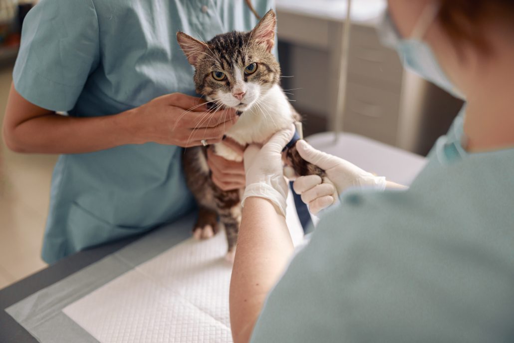 Does Your Pet Have Allergies? - vet holding cats paw