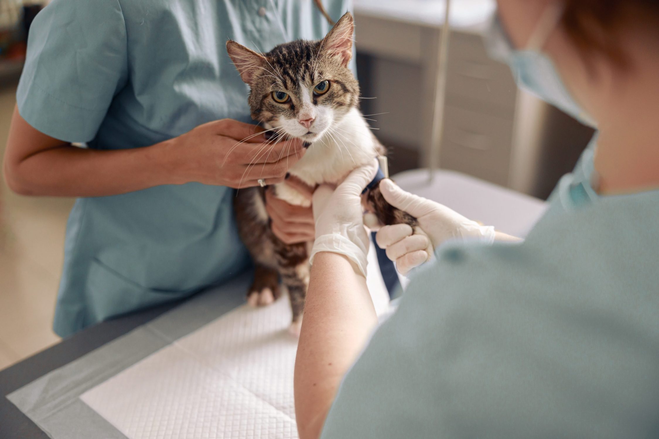Does Your Pet Have Allergies? - vet holding cats paw
