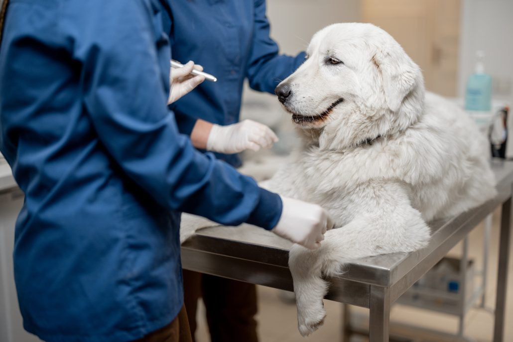 arthritis in dogs - Veterinarians inspecting the eyes of a dog in vet clinic