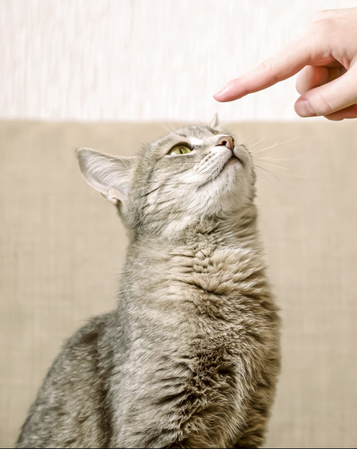 Train a Cat - A gray striped cat sits on a beige sofa and sniffs a owner finger. The cat trusts the owner. Pet and human.