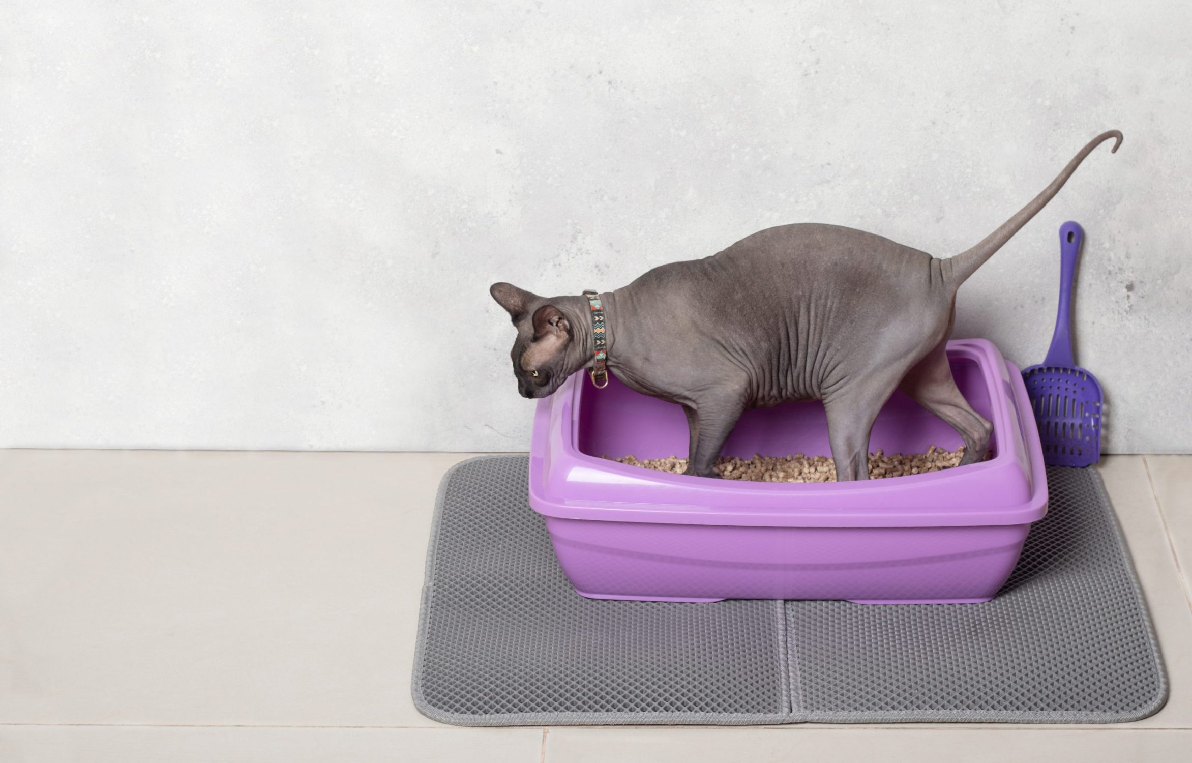 Train a Cat - Cute cat sphinx tray purple plastic and scoop on floor and waterproof mat. Toilet wood litter