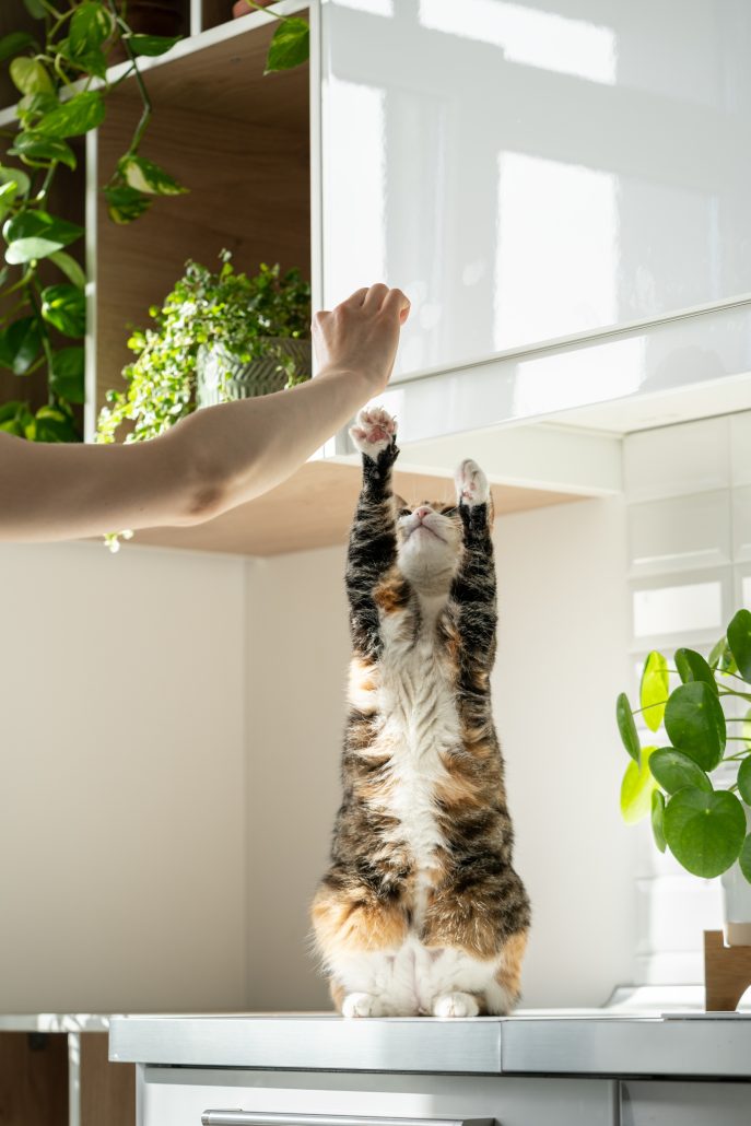 Building A Trusting Relationship with Your Pet - Hand of female owner playing with fluffy cute cat at home. Pet lovers.