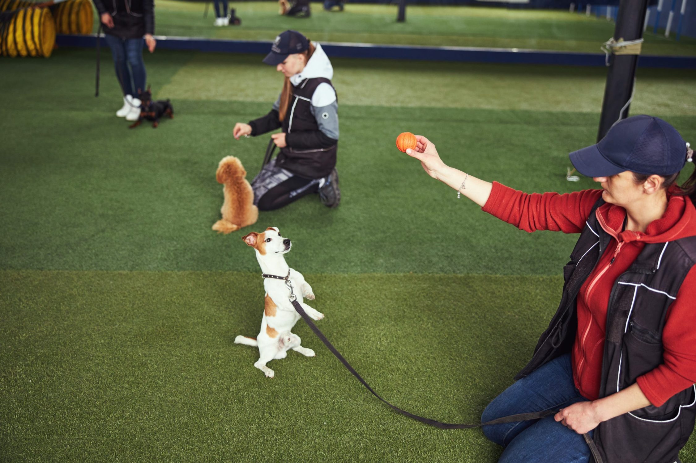 Socialise Your Puppy - Instructor teaching a puppy the Stand command using a ball