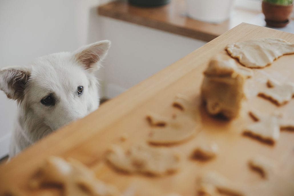 arthritis in dogs - dog looking at biscuit dough