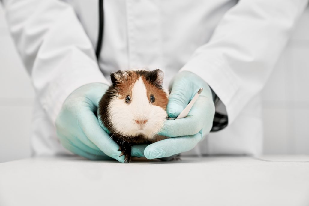 Why You Should Stay With One Vet - vet with Guinea pig