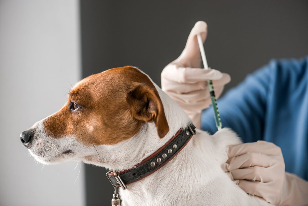 Diabetes in Pets - injection in dog