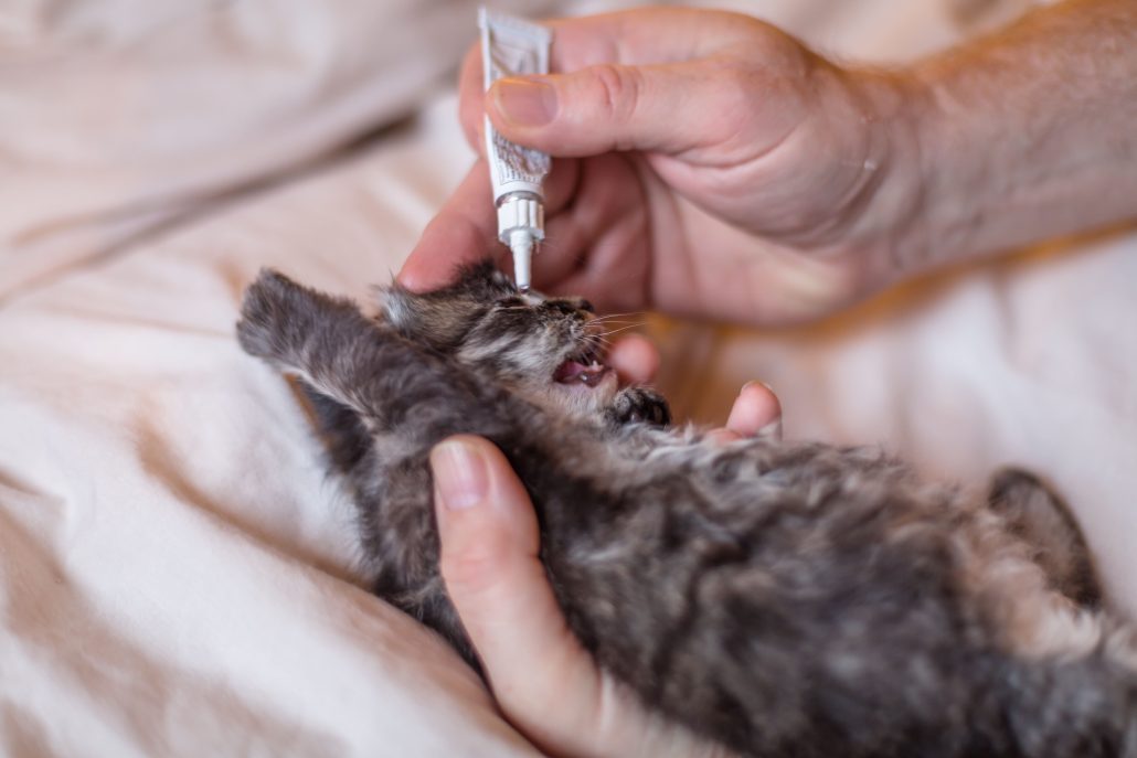 Your Pet’s First Vet Visit - kitten getting eye medication drops