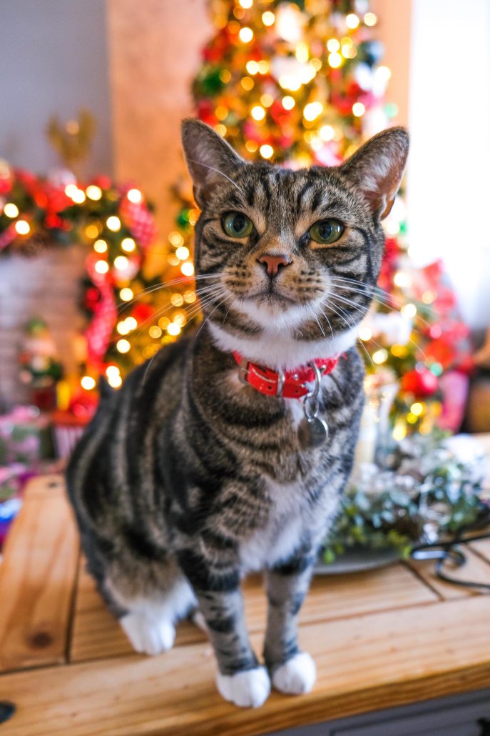 Caring For Your Pets During The Holiday Season - cat in front of Christmas tree