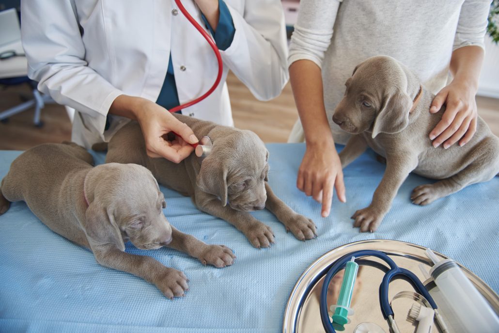 Your Pet’s First Vet Visit - sleepy puppies on a vet exam table