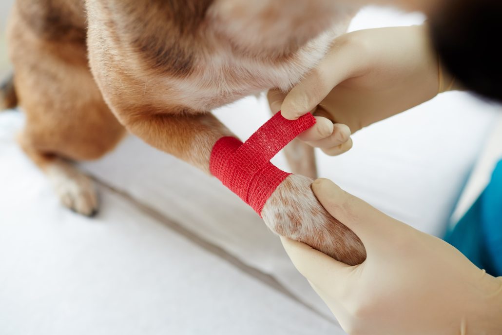 Diabetes in Pets - vet wrapping paw with red bandage