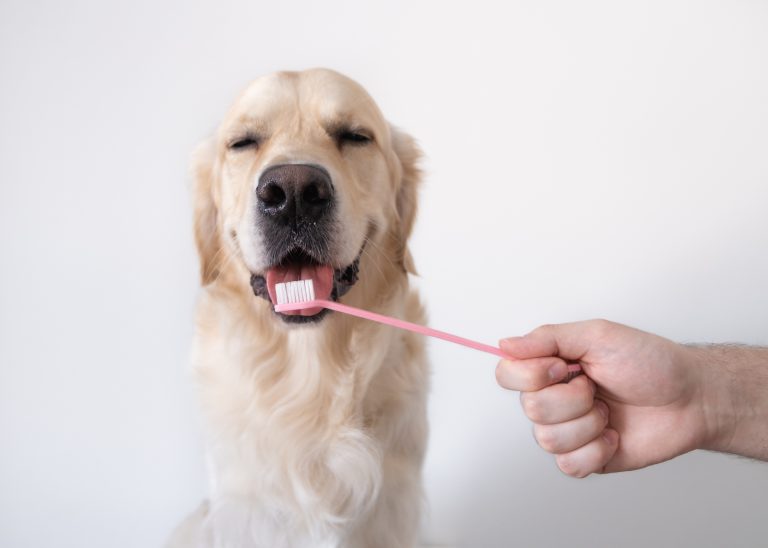 dog getting pet dental care in Brisbane