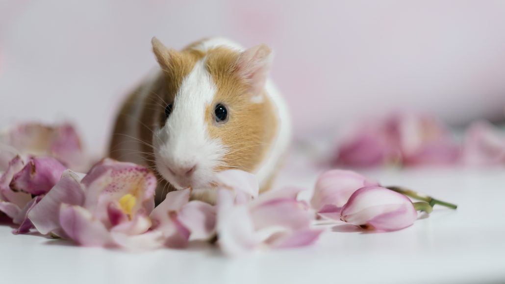 Celebrating Valentine's Day With Your Pet - guinea pig on petals