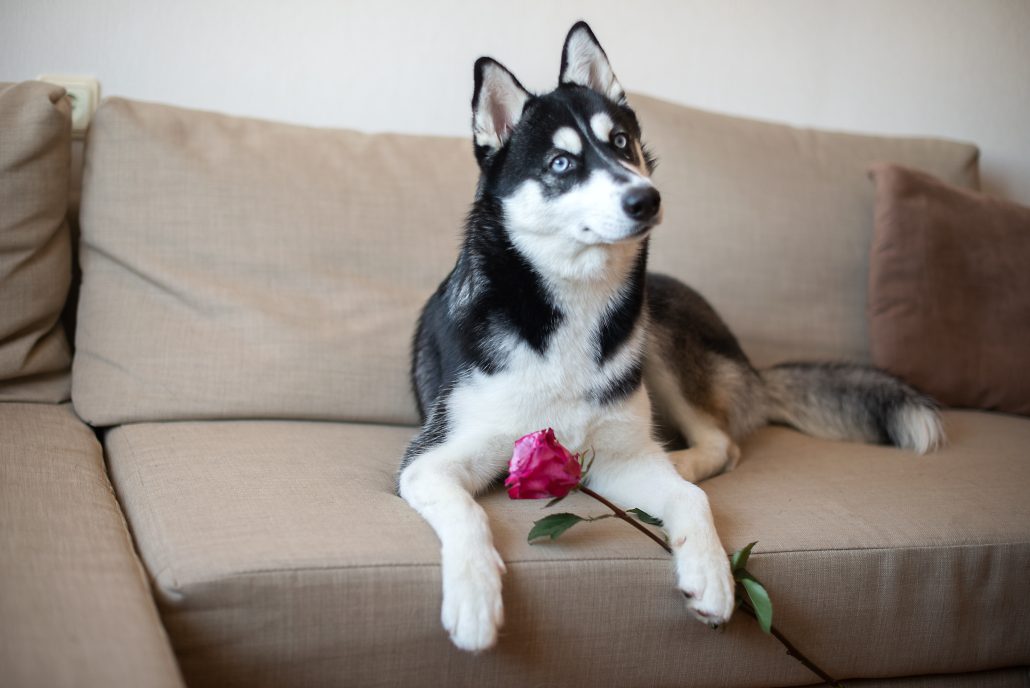 Celebrating Valentine's Day With Your Pet - husky dog with pink rose