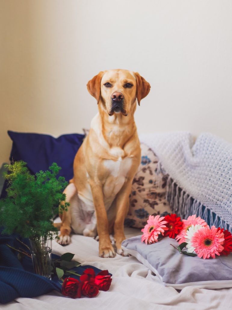 Celebrating Valentine's Day With Your Pet - dog with pink flowers