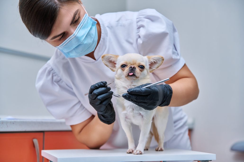 Can Pets Get Colds? - Small chihuahua dog being examined by a dentist doctor in a veterinary clinic. Pets, medicine, care, animals concept