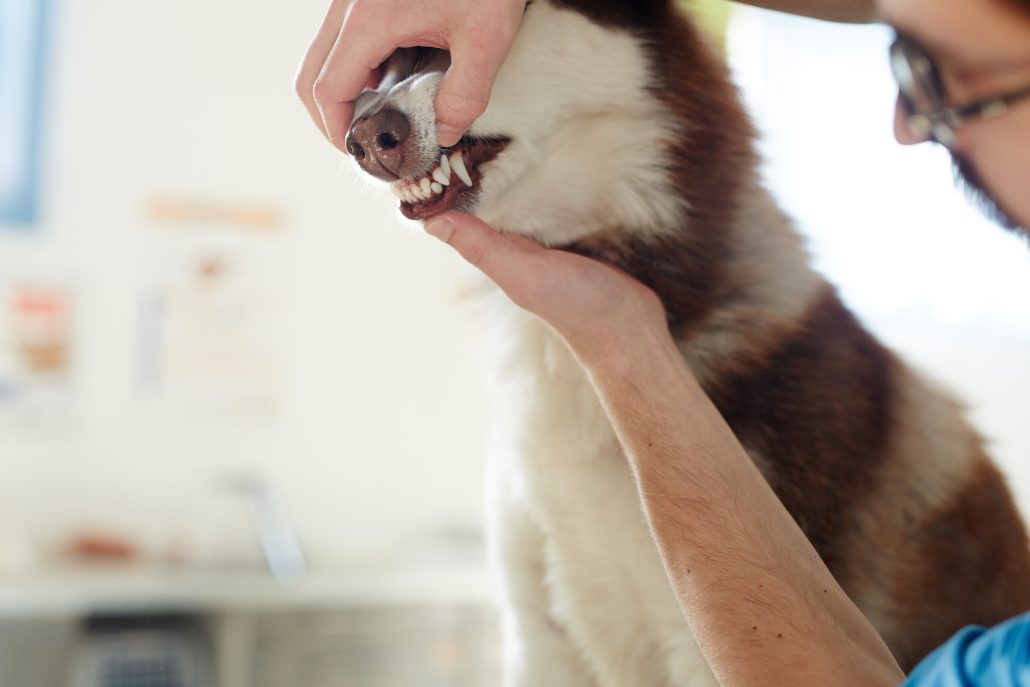 The Importance Of Dental Care For Pets - looking at husky's teeth