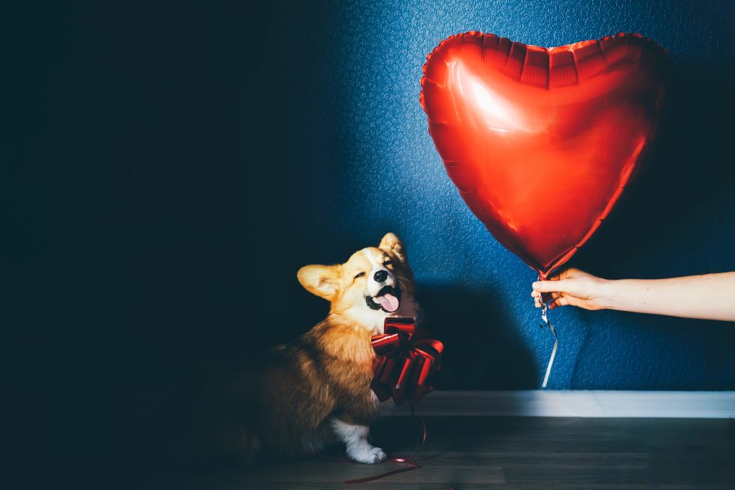 Celebrating Valentine's Day With Your Pet - corgi puppy and heart balloon
