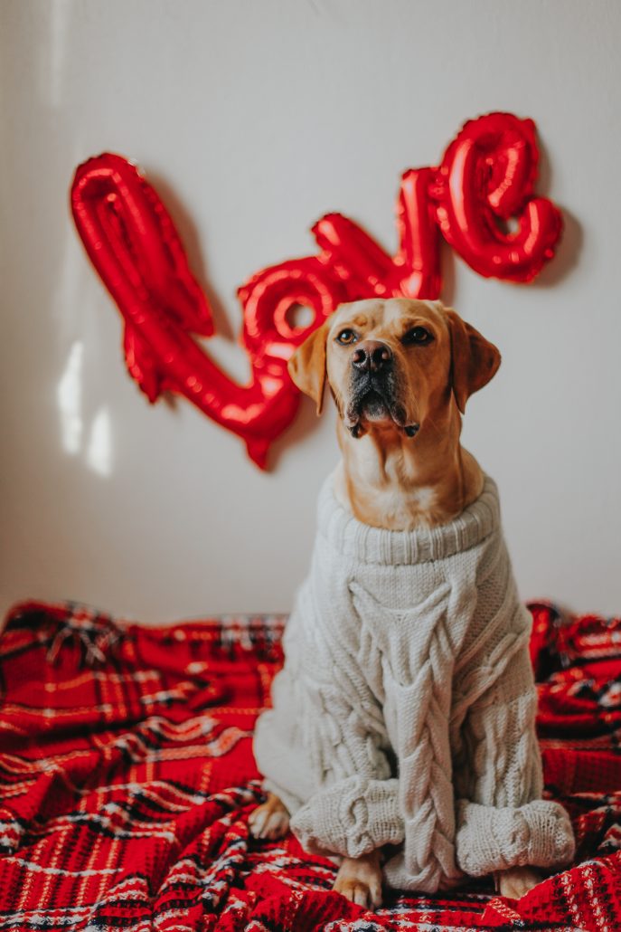 Celebrating Valentine's Day With Your Pet - dog in jumper with red love alloons
