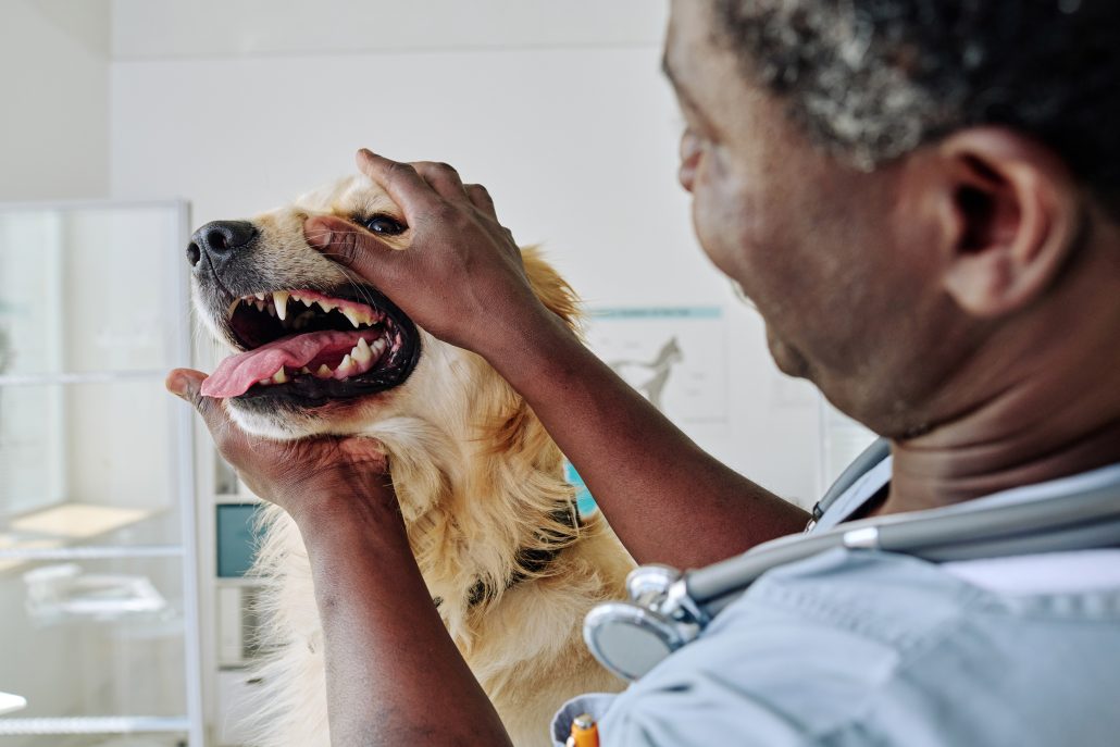 The Importance Of Dental Care For Pets - Vet examining teeth of dog during medical exam