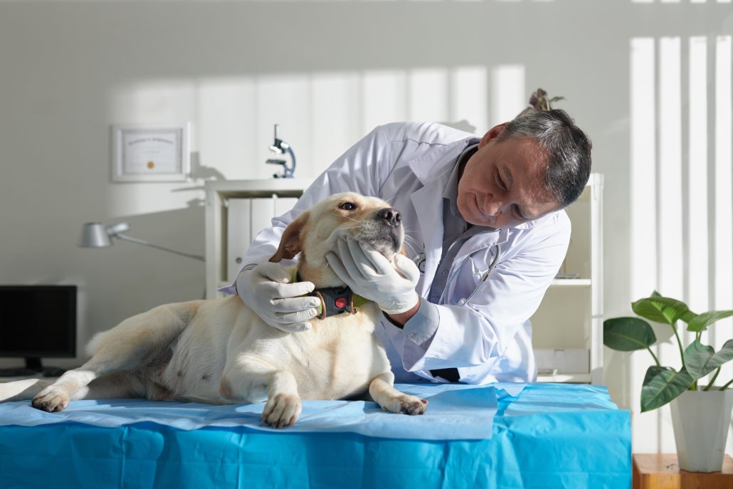 The Importance Of Dental Care For Pets - vet looking at teeth