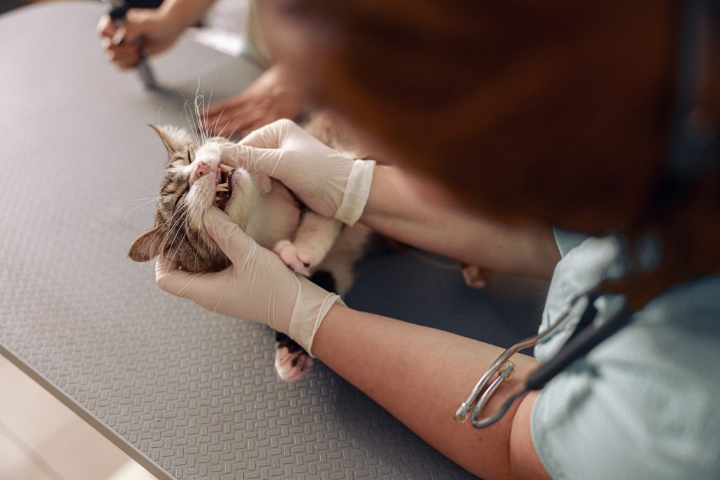 The Importance Of cat Dental Care checkups for gum disease