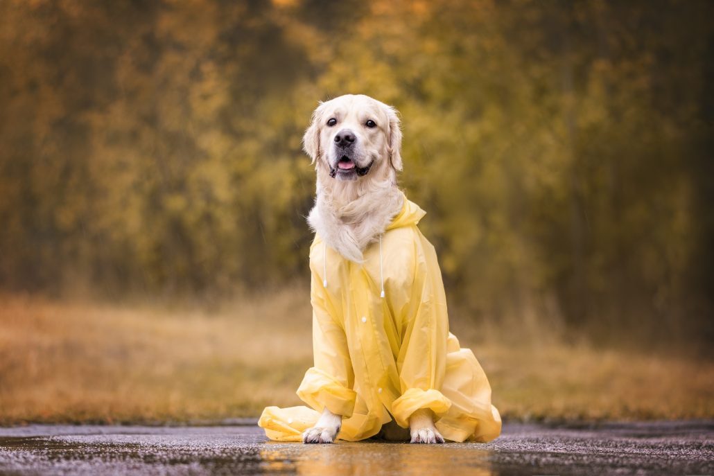Should You Dress Up Your Dog This Winter? - dog in rain coat