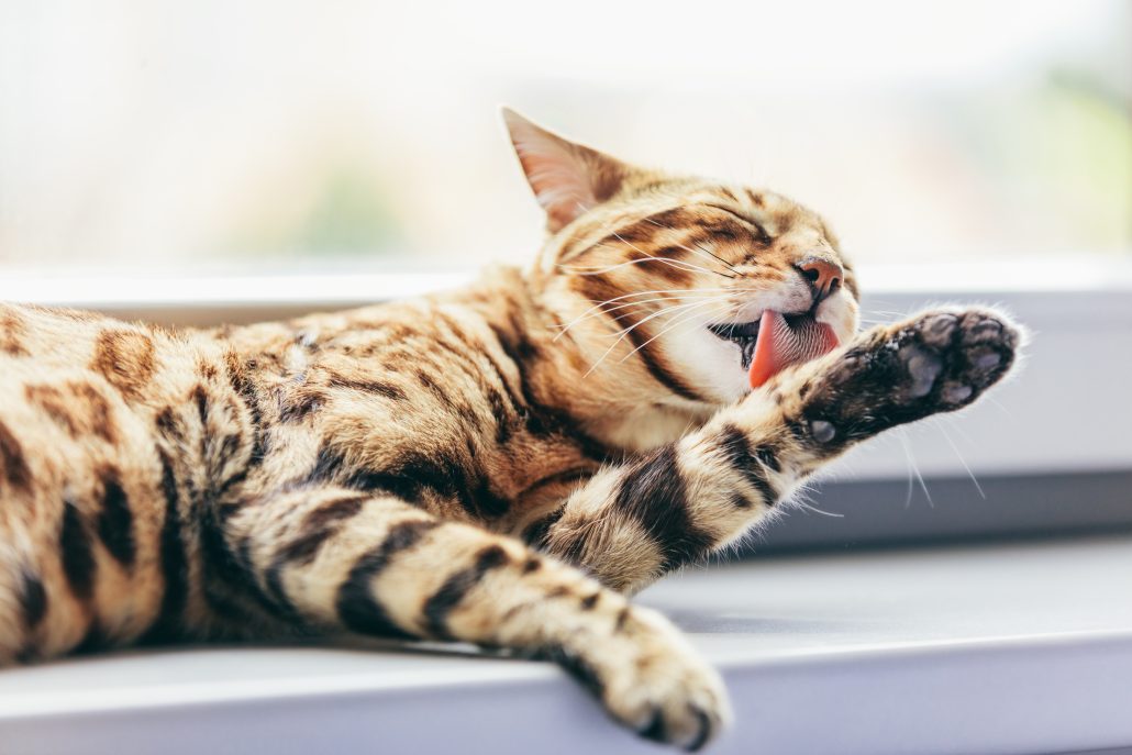 Managing Springtime Allergies in Pets? - Cat grooming himself cleaning his fur