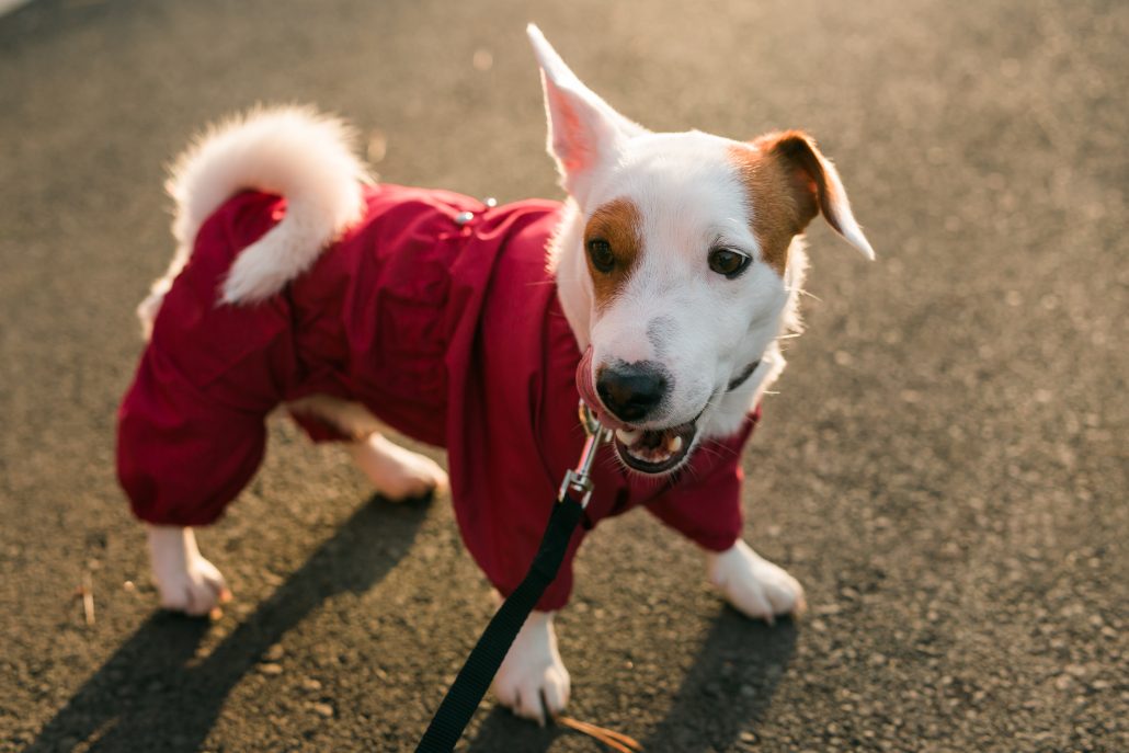 Should You Dress Up Your Dog This Winter? - Close up portrait of cute Jack Russell dog in suit walking in autumn park. Puppy pet is dressed in sweater walks