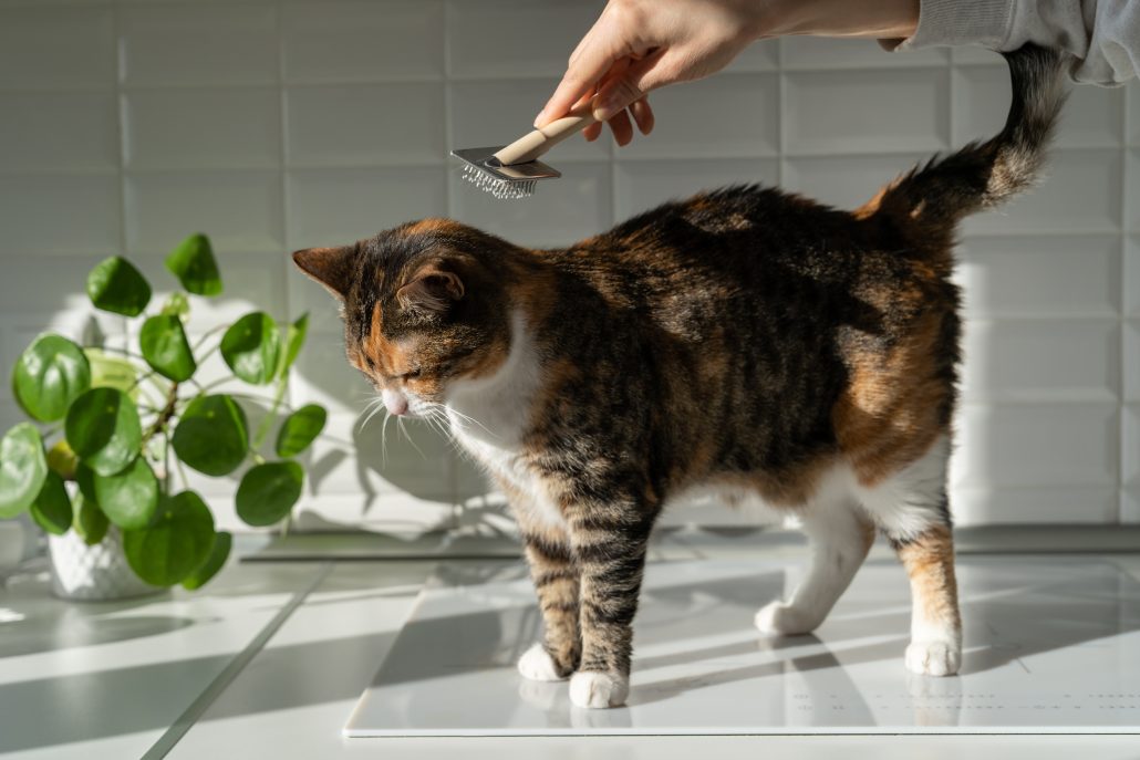 Managing Springtime Allergies in Pets - Closeup of female combing fur cat with brush in the kitchen. Cat grooming, combing wool