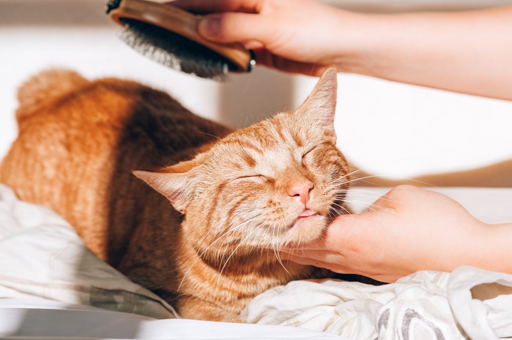 grooming cat to prevent shedding