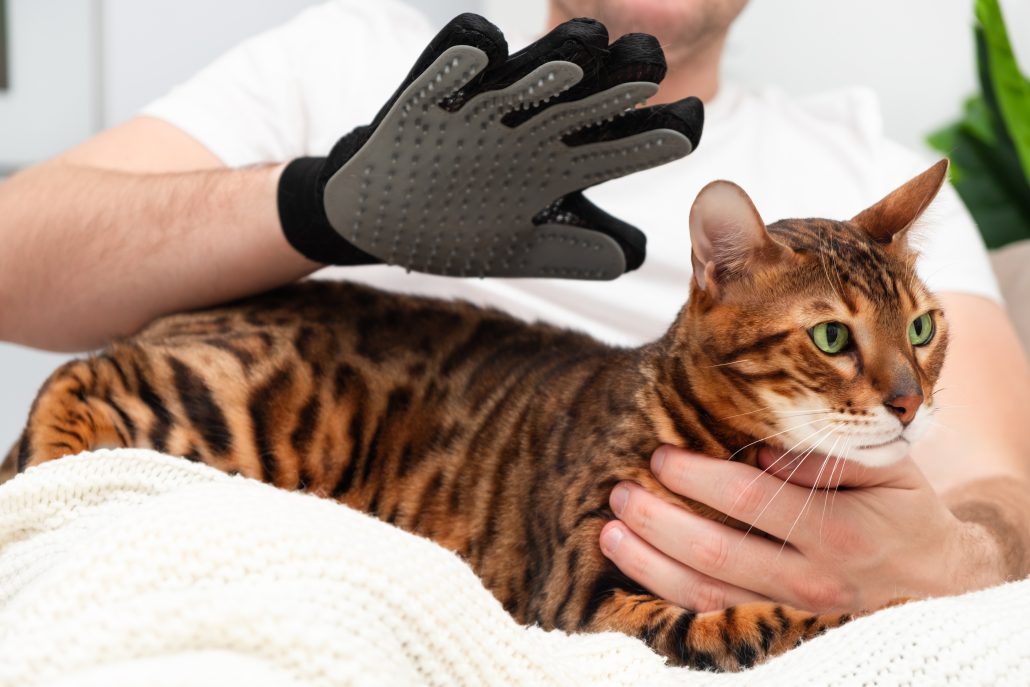 How Often Should You Groom Your Cat? - man brushing cat with glove