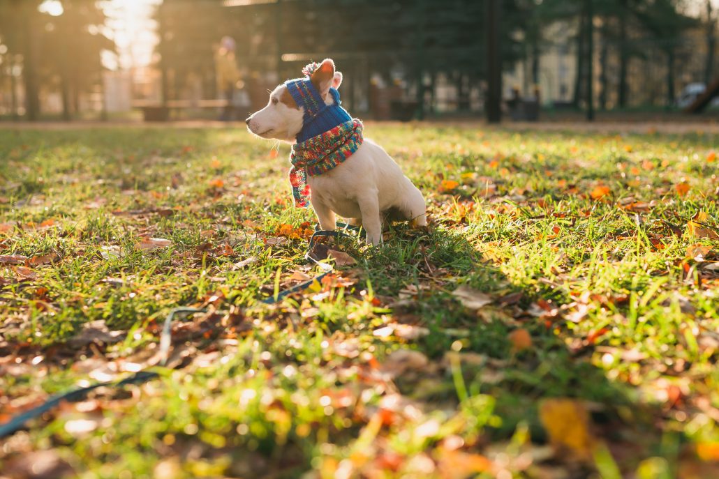 Should You Dress Up Your Dog This Winter? Portrait of cute Jack Russell dog in cap and scarf walking in autumn park copy space and empty place for text. Puppy pet is dressed in clothes walks