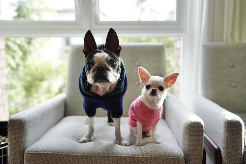 Should You Dress Up Your Dog This Winter? - two dogs on a couch