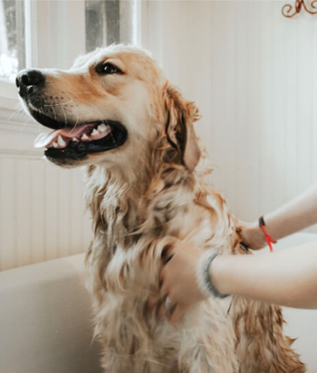 dog having a bath to treat ticks