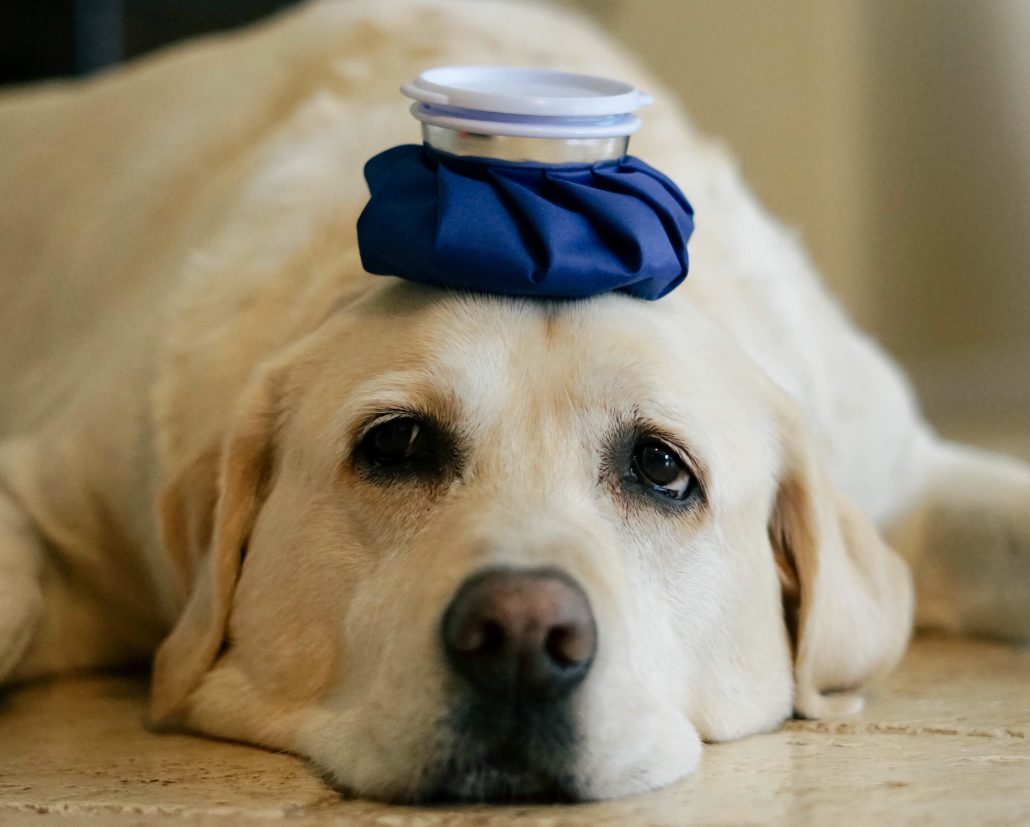 Can Pets Get Colds? - dog with cold pack on forehead