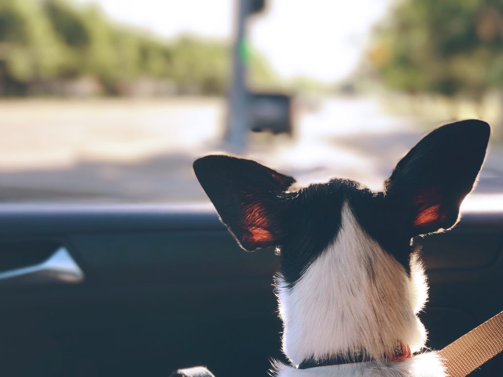 Keep Your Pup Safe in the Car with These 4 Tips - dog looking out window