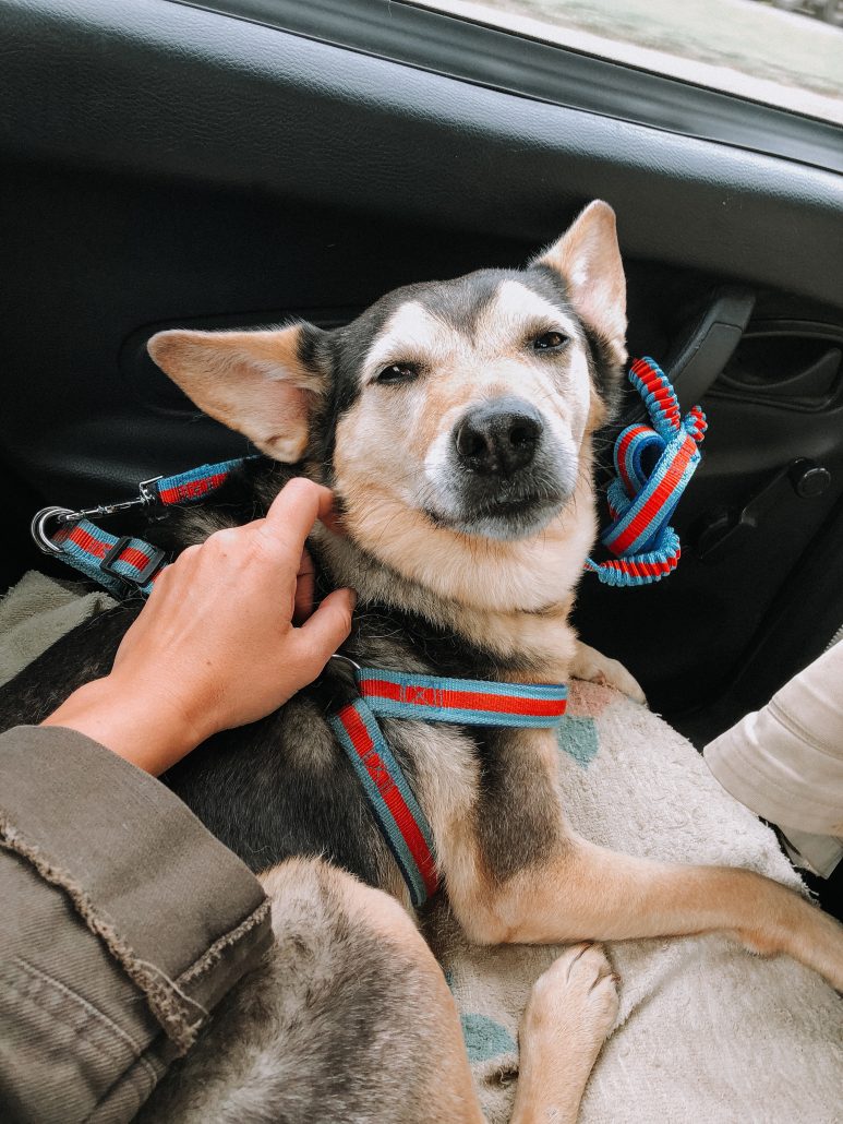 puppy looking at camera with a harness