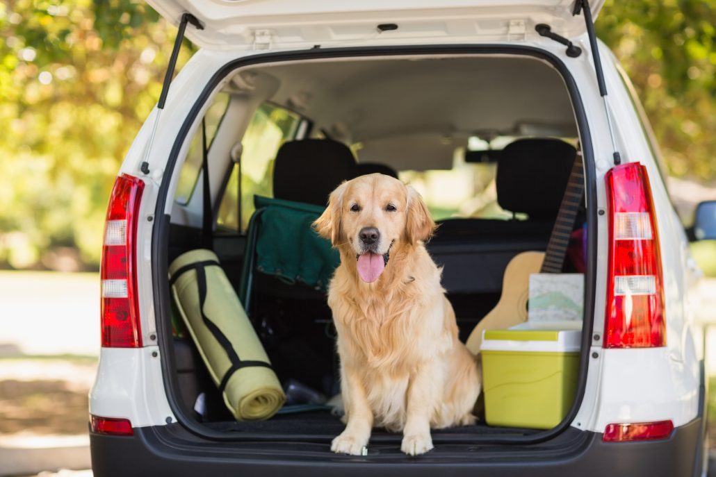 Keep Your Pup Safe in the Car with These 4 Tips - dog in back of car