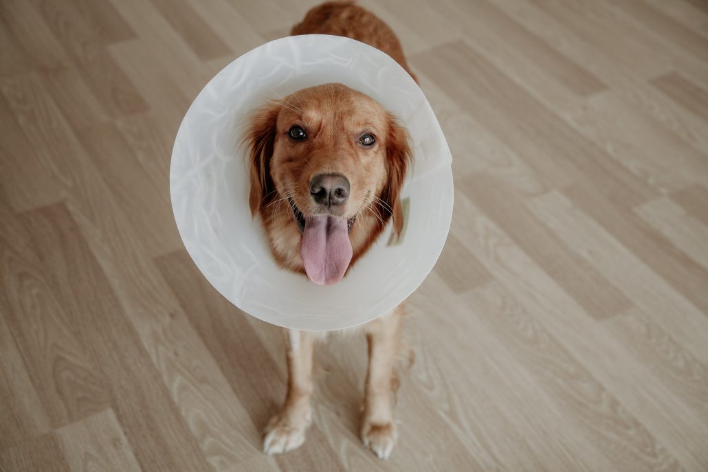 dog with cone because of irritated skin