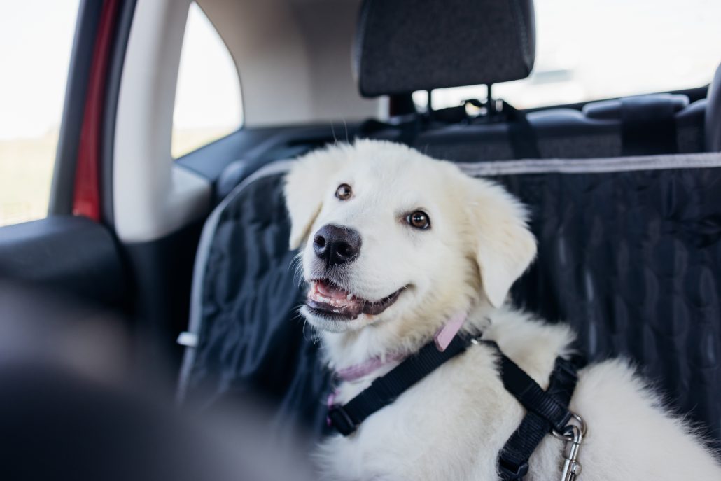 Keep Your Pup Safe in the Car with These 4 Tips - puppy in back of car